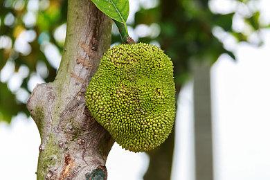 《星之卡比》30周年纪念网站提供系列音画鉴赏